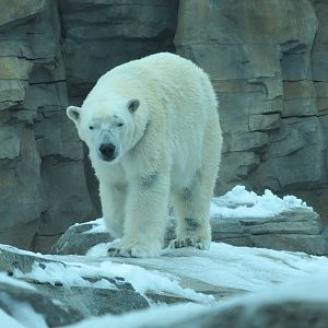 Polar Bear in Snow