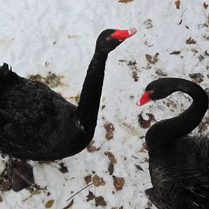 Blak Swans
