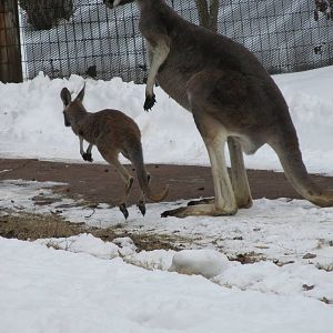 Red Kangaroo Joey in Snow