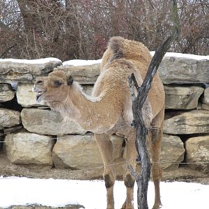 Dromedary Camel in Snow