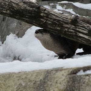 North American River Otter