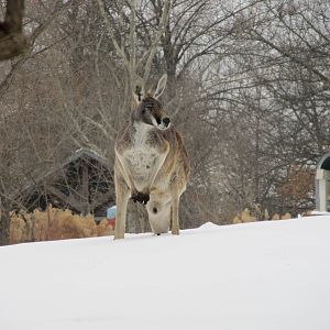 Red Kangaroo in Snow