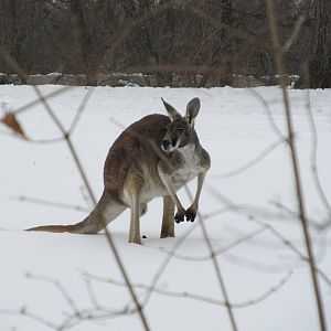 Red Kangaroo in Snow
