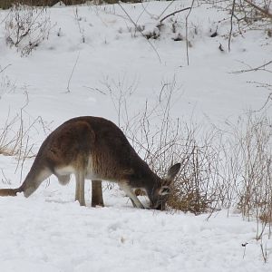 Red Kangaroo in Snow