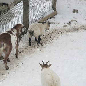 Goats in Snow