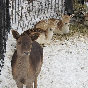 Fallow Deer in Snow