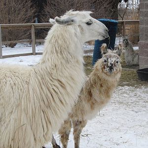 Llamas in Snow