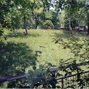 Herbivore/Carnivore Mixed Hoof-Stock Exhibit - July 2004