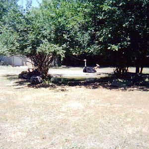 Mhorr Gazelle & Ostrich Exhibit