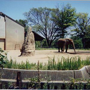 African Elephant