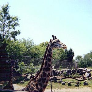 Masai Giraffes