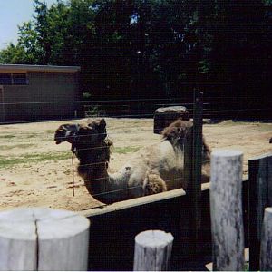 Dromedary Camels