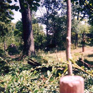 Okapi Exhibit - Vanishing Giants