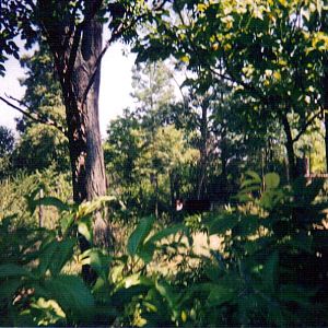 Okapi Exhibit - Vanishing Giants