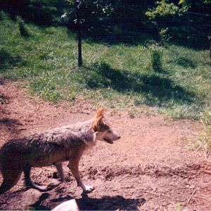 Mexican Grey Wolf