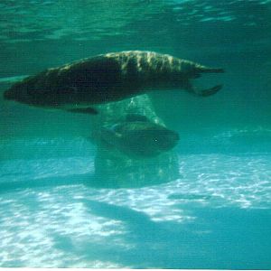 California Sea Lions