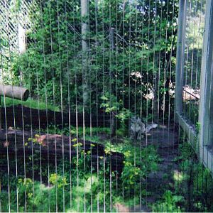 Snow Leopard Exhibit