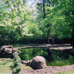 Pere David's Deer Yard