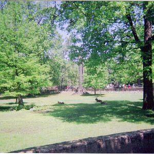 Nile Lechwe / Ostrich Yard