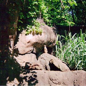Meerkat in Cat Country