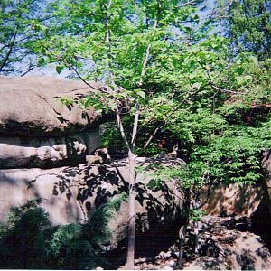 Klipspringer Exhibit in Cat Country