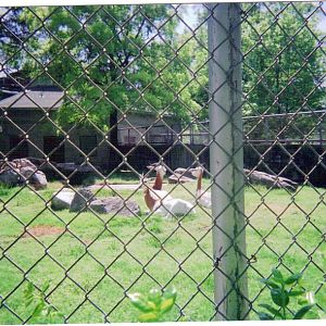 Addra Gazelle Exhibit - Round Barn