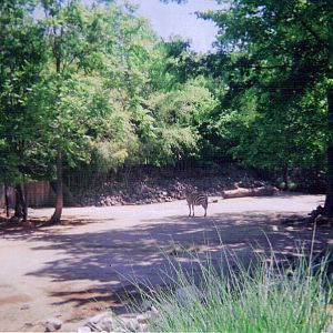 Grant's Zebra / Scimitar Horned Oryx Exhibit
