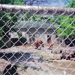 Eastern Bongo Yard - Round Barn