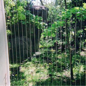 Caracal - Cat Country