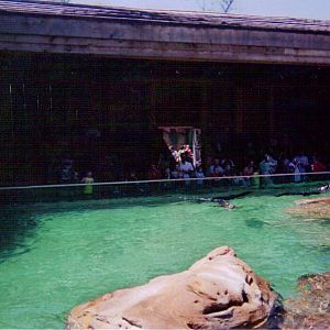 California Sea Lion Exhibit