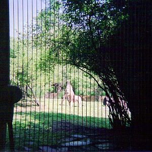 African Lion Exhibit - Cat Country