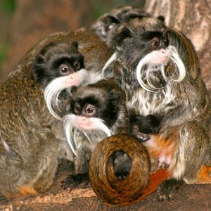 Emperor tamarins; London Zoo; 16th January 2011