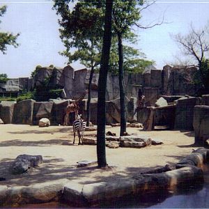 Herbivore/ Carnivore Reticulated Giraffe / Grant's Zebra Exhibit