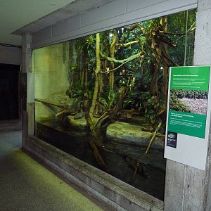 Amazon Gallery - Pygmy Marmoset/Red Shouldered Severem Exhibit