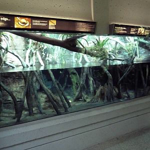 Amazon Gallery - Anaconda Exhibit