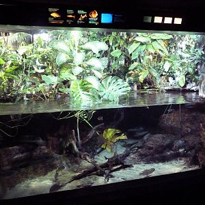 Amazon Gallery - Mixed-Species Tank