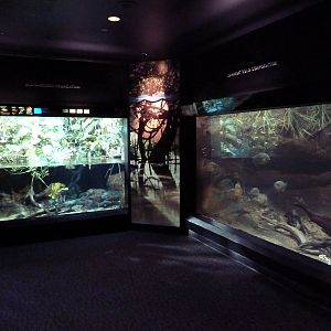 Amazon Gallery - Piranha + Mixed-Species Tanks