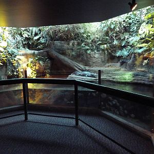 Amazon Gallery - Yacare Caiman Exhibit