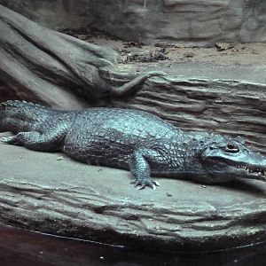 Amazon Gallery - Yacare Caiman