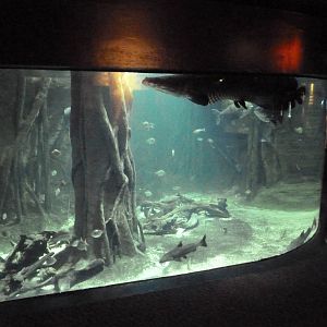 Amazon Gallery - Mixed-Species Tank