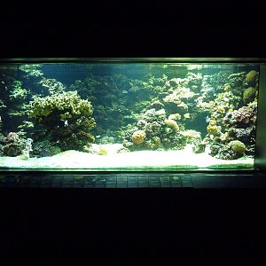 Coral Reef Tank