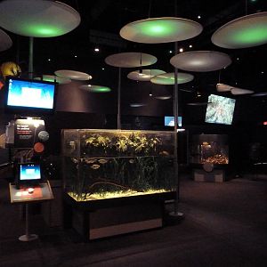 Archerfish Exhibit + Assorted Tanks