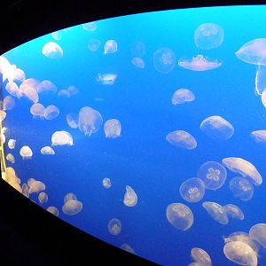 Moon Jellyfish Exhibit