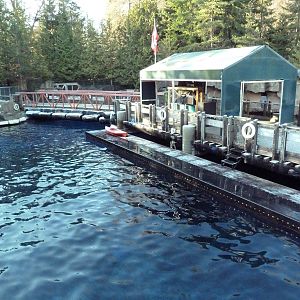 Pacific White-Sided Dolphin Exhibit