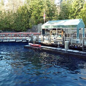 Pacific White-Sided Dolphin Exhibit
