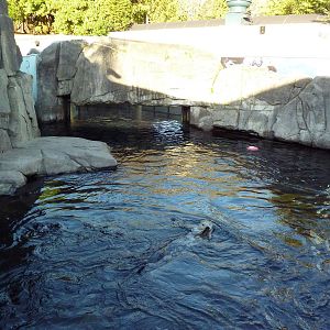 Sea Otter Exhibit