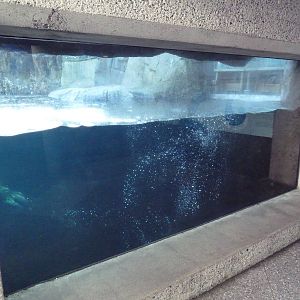 Sea Otter Exhibit - Underwater Viewing
