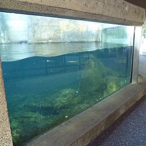 Sea Otter Exhibit - Underwater Viewing