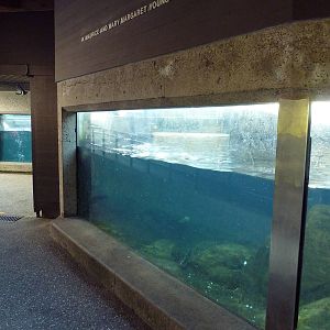 Sea Otter Exhibit - Underwater Viewing