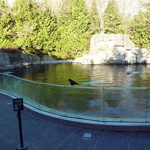 Beluga Whale Exhibit